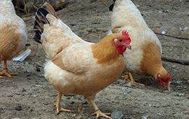 多西环素，鸡支气管大肠杆菌禽霍乱厂家直销兽药强力霉素