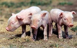 猪用抗病毒增强免疫的中药，物美价廉才算好【汇邦兽药】