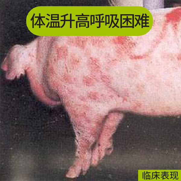猪肺疫的症状图片