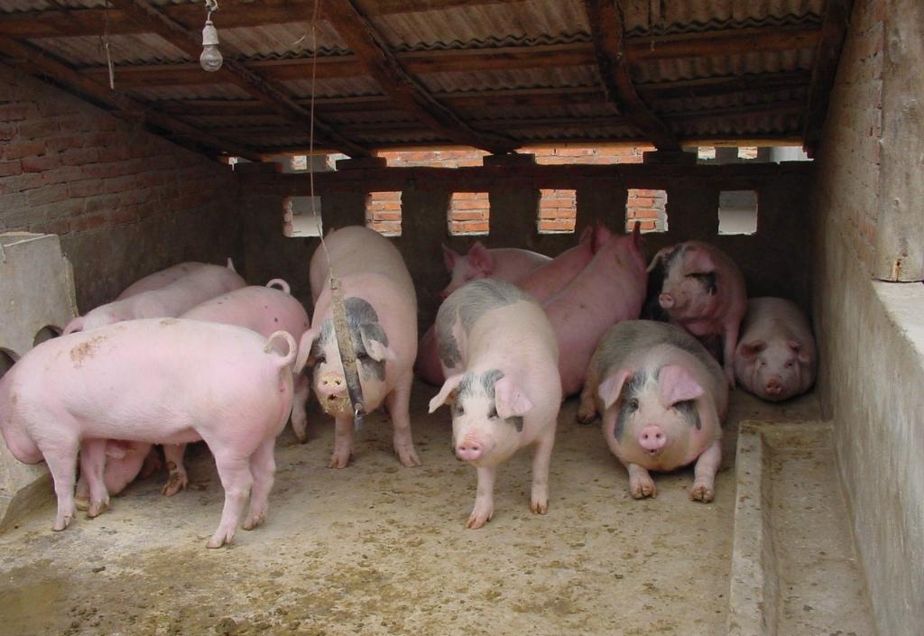 猪提高免疫力的药有什么