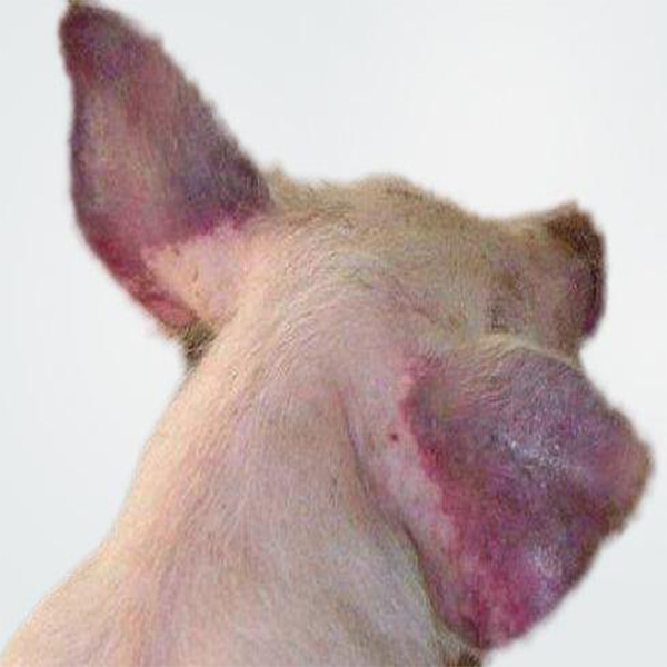 猪蓝耳的症状及治疗